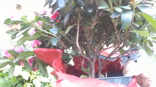 How to grow indoor azaleas / Rhododendron simsii care смотреть онлайн