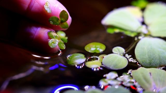 Easy Floating Plants for Your Aquarium - My Current Collection! ??? смотреть онлайн