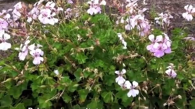 Pelargonium Peltatum - Ivy Geranium