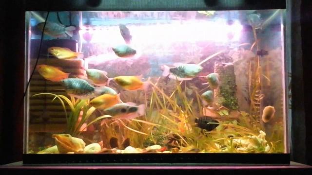 Аквариумная погружная светодиодная лампа XILONG XL-BA60 (многоцветовая)