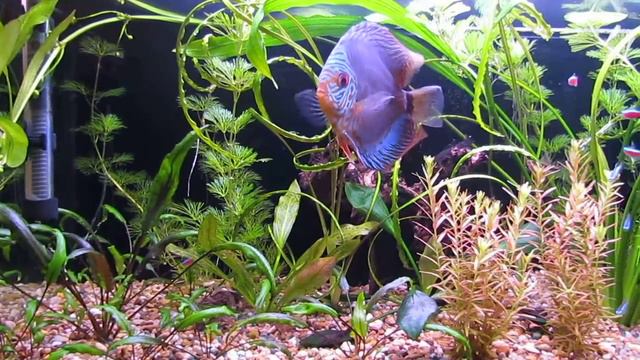 аквариум 100л смотреть онлайн