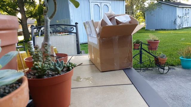 Unboxing of Succulents the 12th смотреть онлайн