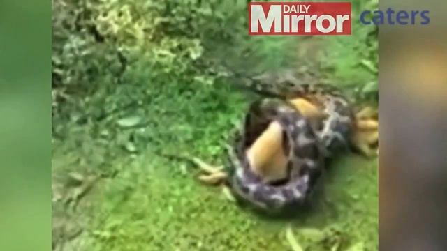 This dog is about to become a python's next meal until its heroic owner steps in смотреть онлайн