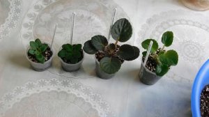 Почему Детка фиалки остановилась в росте? Причины? Решение?