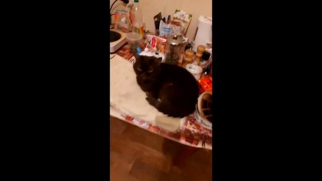 PROMO // РОЖДЕСТВО // ГАДАНИЕ смотреть онлайн