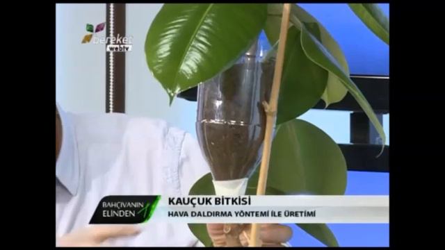 Kauçuk Bitkisi (Ficus elastica) - Tanıtımı, Hava Daldırma (Aşılama) ve Bakımı 3. Bölüm смотреть онлайн