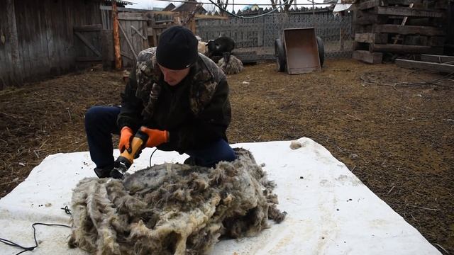 Стрижка барана машинкой. смотреть онлайн