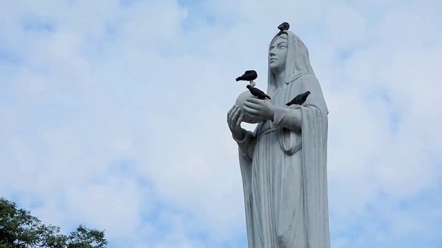 Голуби опасны для человека. И вот почему... смотреть онлайн