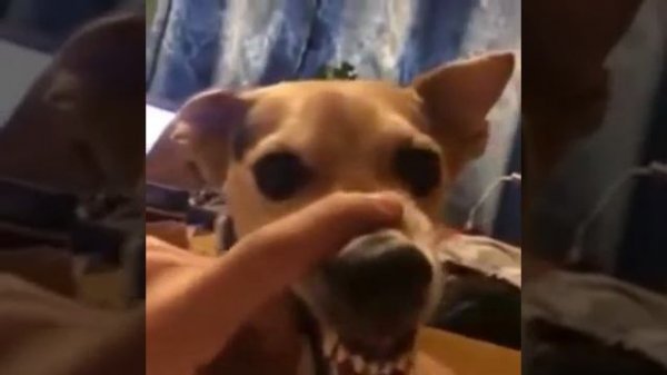 Собака ла-ла-лака. Поёт