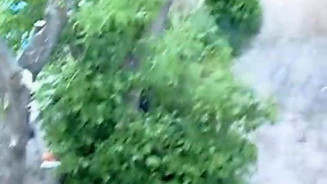 Лось в детском саду Пермь, Закамск 11 июня 2013 смотреть онлайн