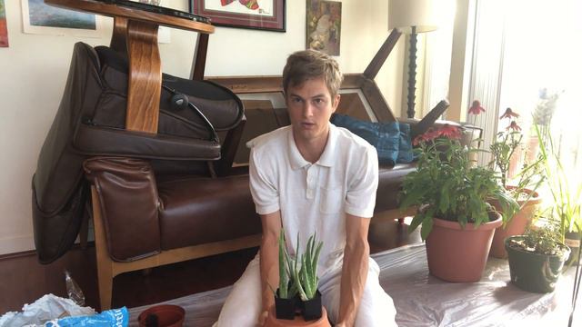 Aloe vera: An Easy to Grow Houseplant смотреть онлайн