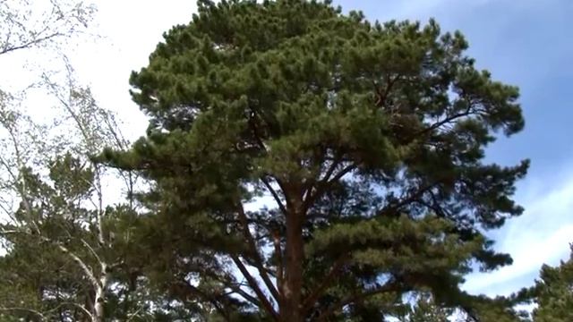 Степногорский парк смотреть онлайн