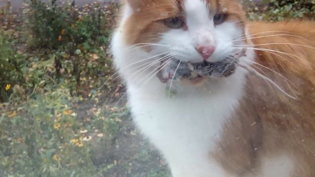 Кот принес домой мышу смотреть онлайн