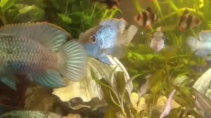 Nannacara Neon Blue Нанокара неоновая или голубая половые отличия как отличить самца от самки