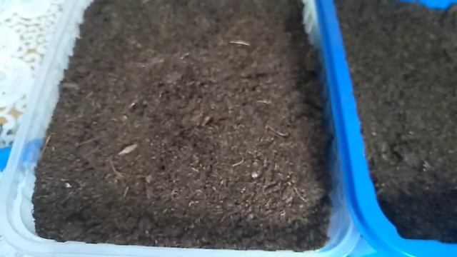 Как посеять лук эксибишен на рассаду? смотреть онлайн