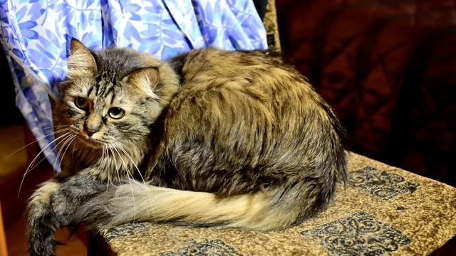 Мэйн кун Maine Coon тэст видео test video Nikon D800 + Sigma 50mm 1.4 смотреть онлайн