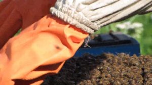 Пчеловодство. Удаление трутневого расплода. Осмотр пчелиной семьи.