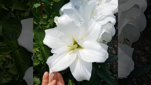 Лилия махровая. ОТ гибриды. Сорта, зимующие в открытом грунте в центральной части Украины. смотреть онлайн