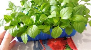 Астра без пикировки. Выращивание астры на рассаду. Красивые садовые цветы. Неприхотливый цветок.