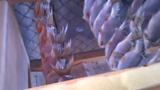 Сушилка для рыбы своими руками. смотреть онлайн