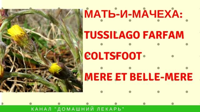 Легенда о мать-и-мачехе. Доклад для детей 2 класс - Домашний лекарь - выпуск №15 смотреть онлайн