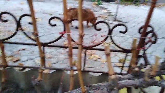 Обрезка винограда осенью. Мой способ. смотреть онлайн