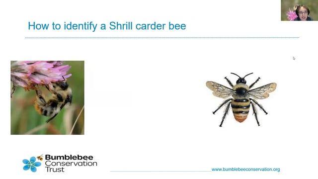 Training session » Land management for pollinators смотреть онлайн