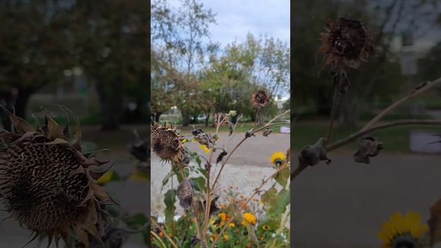 03.10.2023 Сборник Вертикаль улица Дзержинского Комсомольск-на-Амуре Хабаровский край