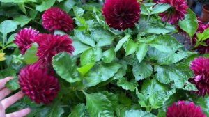 Бордюрные Георгины в горшках. Секреты выращивания без прищипки. Мой простой уход.