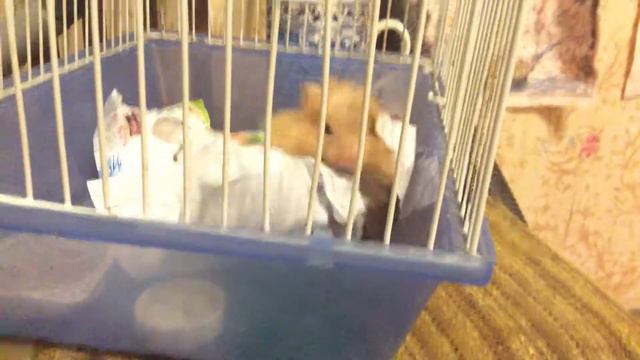 Хомячок Грызет бумагу смотреть онлайн