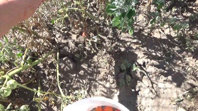 завтрак в одиночестве, в огород по помидоры, Шаповаловы влог смотреть онлайн