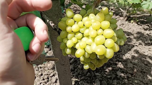 Прощай "Аркадия" и привет "Преображение". смотреть онлайн