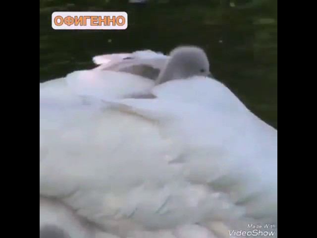 Лебедь и лебедята смотреть онлайн