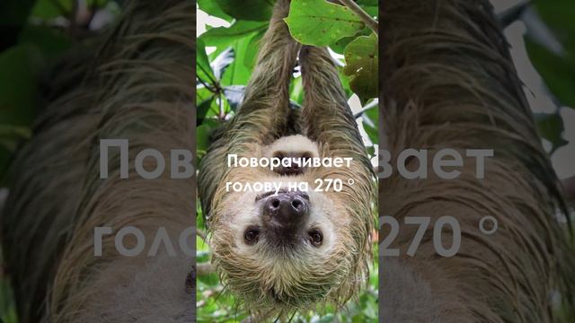 ФАКТЫ ИЗ ЖИВОТНОГО МИРА, О КОТОРЫХ ВЫ НЕ ЗНАЛИ [11] #sorts #факты #животные смотреть онлайн
