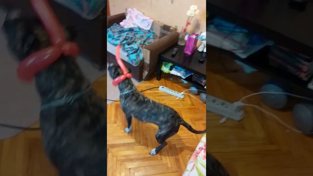 Как занять собаку 😉 смотреть онлайн