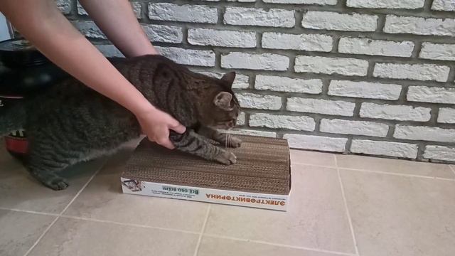 Что стало с КОГТЕТОЧКОЙ за полгода?! Кот не дерëт когтеточку, что делать? смотреть онлайн