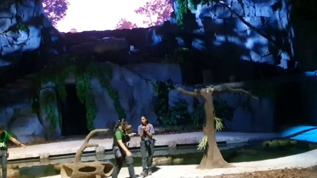 Singapore Night Safari show | Creatures of the night show Singapore | 2023 смотреть онлайн