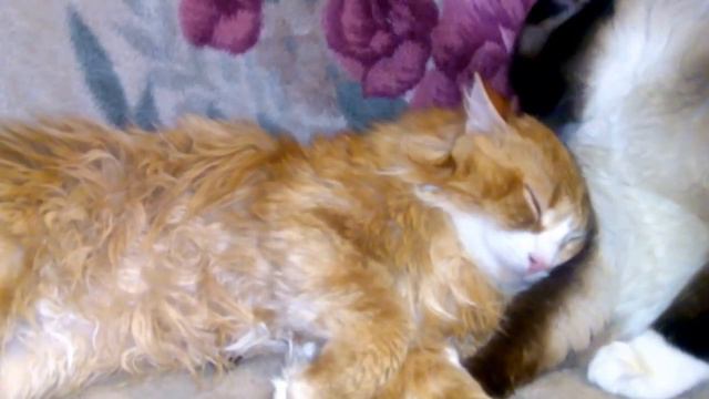Шкодя с Семой мирятся после драки смотреть онлайн