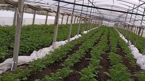 Ранний картофель в теплице. 22.03.2023.