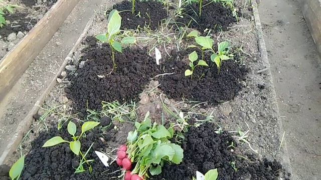 Хотите много вкусных овощей и ягод??? Дайте им БИОГУМУС // Секреты Хороших Урожаев смотреть онлайн