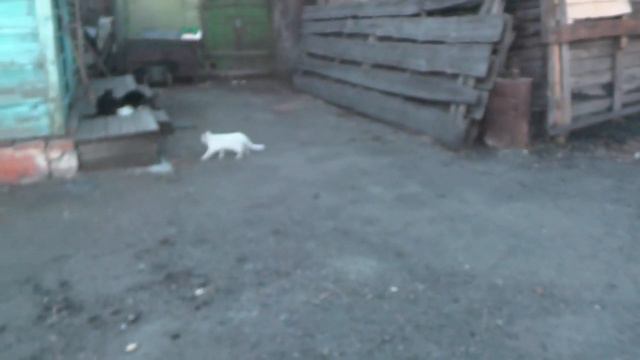 Иер. 27:5 Я сотворил землю,  человека и животных.  23. 04. 201