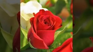 пожелание хорошего дня