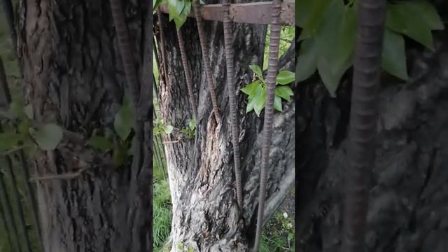 Тополь, вросший в забор, 75 школа, 30-й Дивизии смотреть онлайн