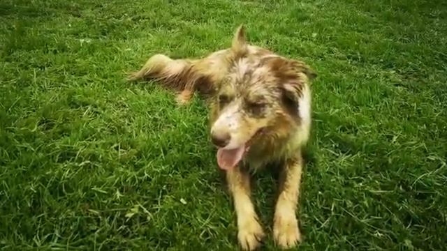 Карликовый газон смотреть онлайн