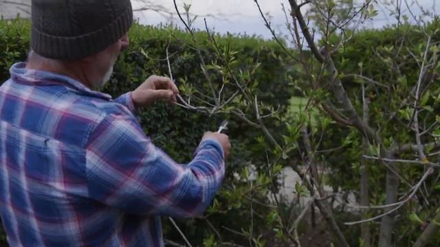When To Spray Your Fruit Trees For Protection смотреть онлайн