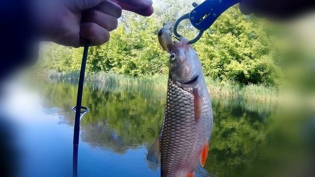Рыба в Центре Внимания