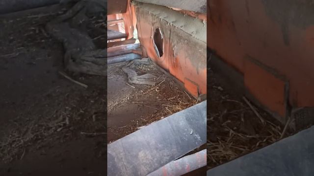 Маленький секрет для чистого зерна. смотреть онлайн