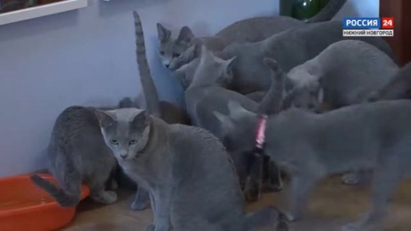 Питомник "Нижегородское Серебро"