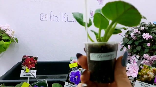 Детки фиалок стандарты, магазин фиалок в Одессе. Вайбер 0983891416 Светлана смотреть онлайн