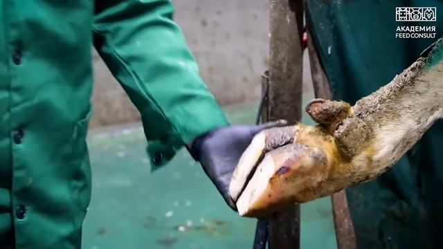 Обрезка копыт. В реальном времени на реальной ферме. Мастер-класс от К.Красавского смотреть онлайн